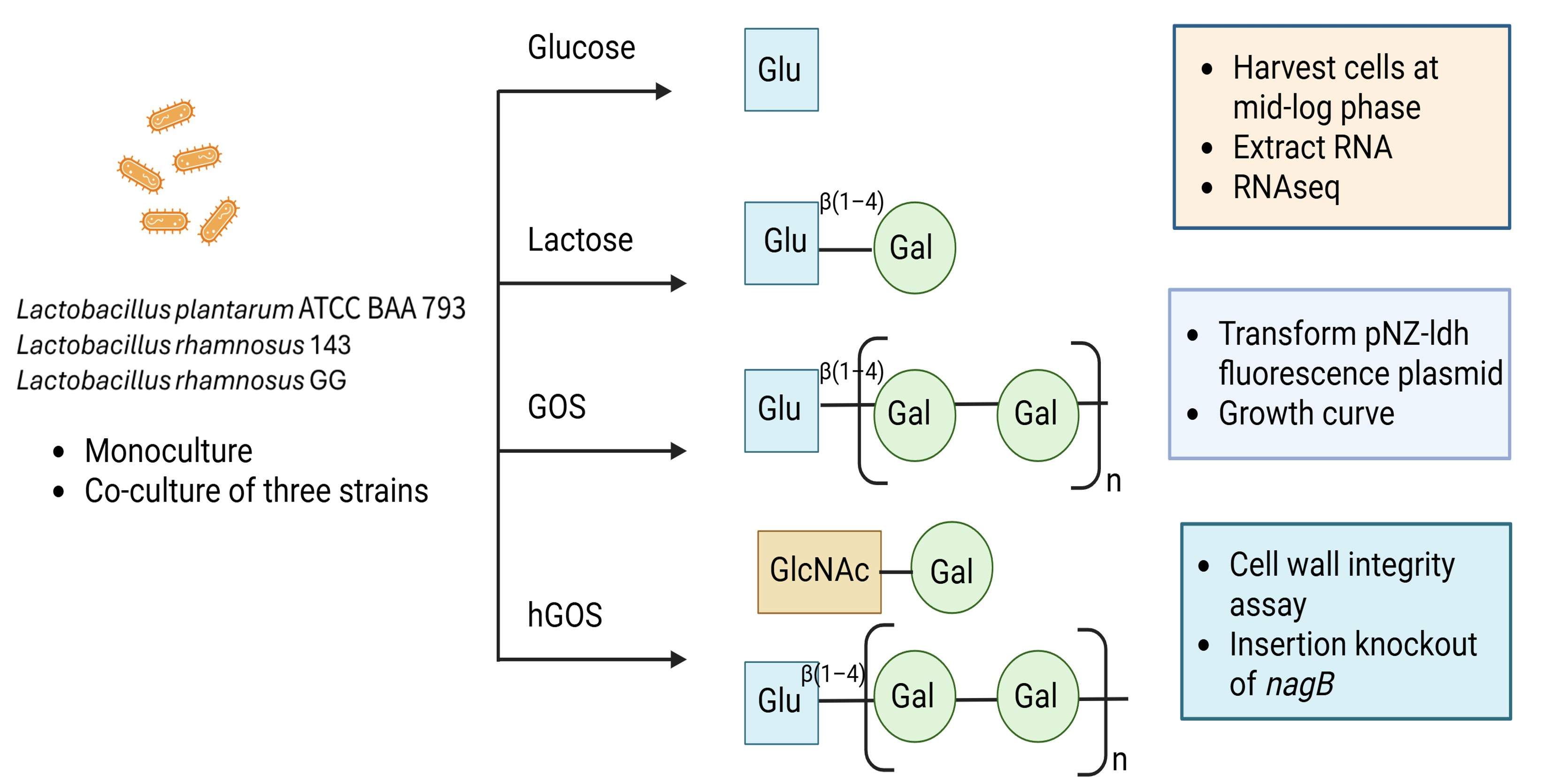 Lactobacillus co-culture study design