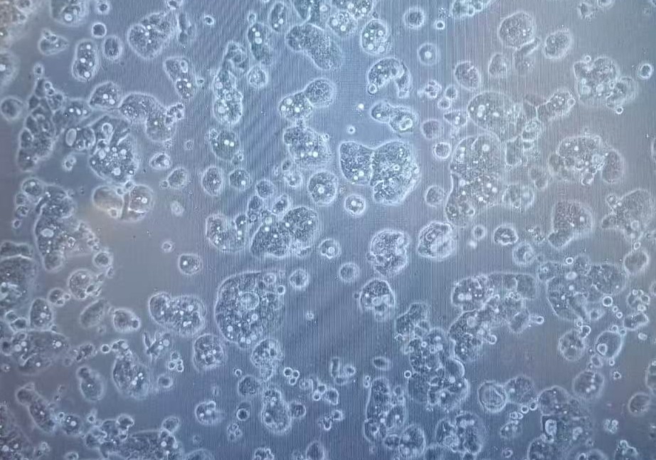 Goblet cells and mucus architecture